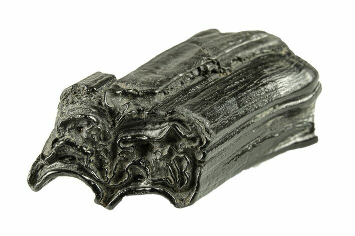 Pleistocene Aged Fossil Horse Tooth - South Carolina #251122